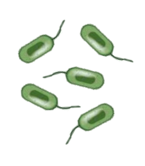 Illustration of five green, rod-shaped bacteria with tails, spaced apart on a white background.
