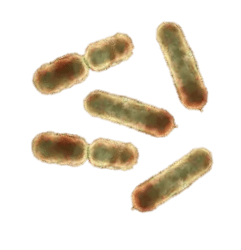 Microscopic view of rod-shaped bacteria against a white background.